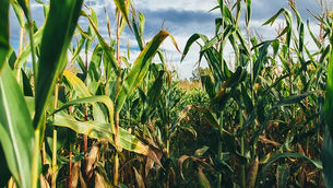 Bunge finalises $8.4bn Viterra merger