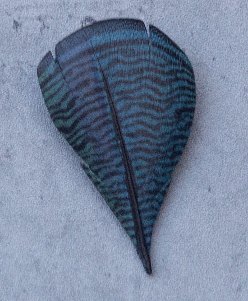 Three Greens with Black Stripes Wood Duck Feather Clip