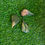 Thumbnail: Orchid petals with Green Wood Duck Feather Pin
