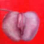 Clitoria ternatea