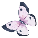 Papillon Aquarelle 5