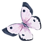 Watercolor Butterfly 5