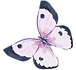 Watercolor Butterfly 5