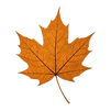autumnleaf.png