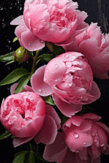 peonies.gif