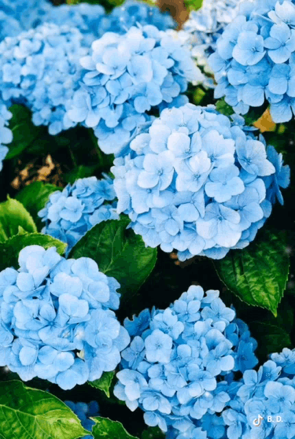 hydrangeas.gif