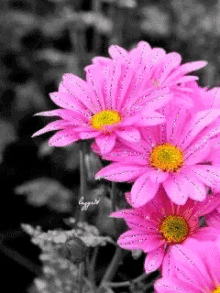 pink-flowers.gif