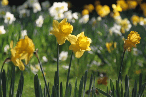 spring-daffodils (1).gif