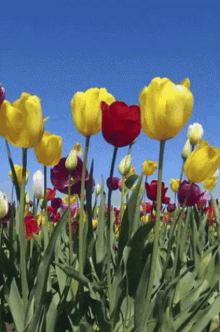 tulips.gif