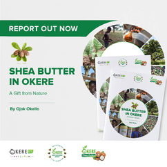 RESEARCH REPORT: SHEA BUTTER IN OKERE - A GIFT FROM NATURE