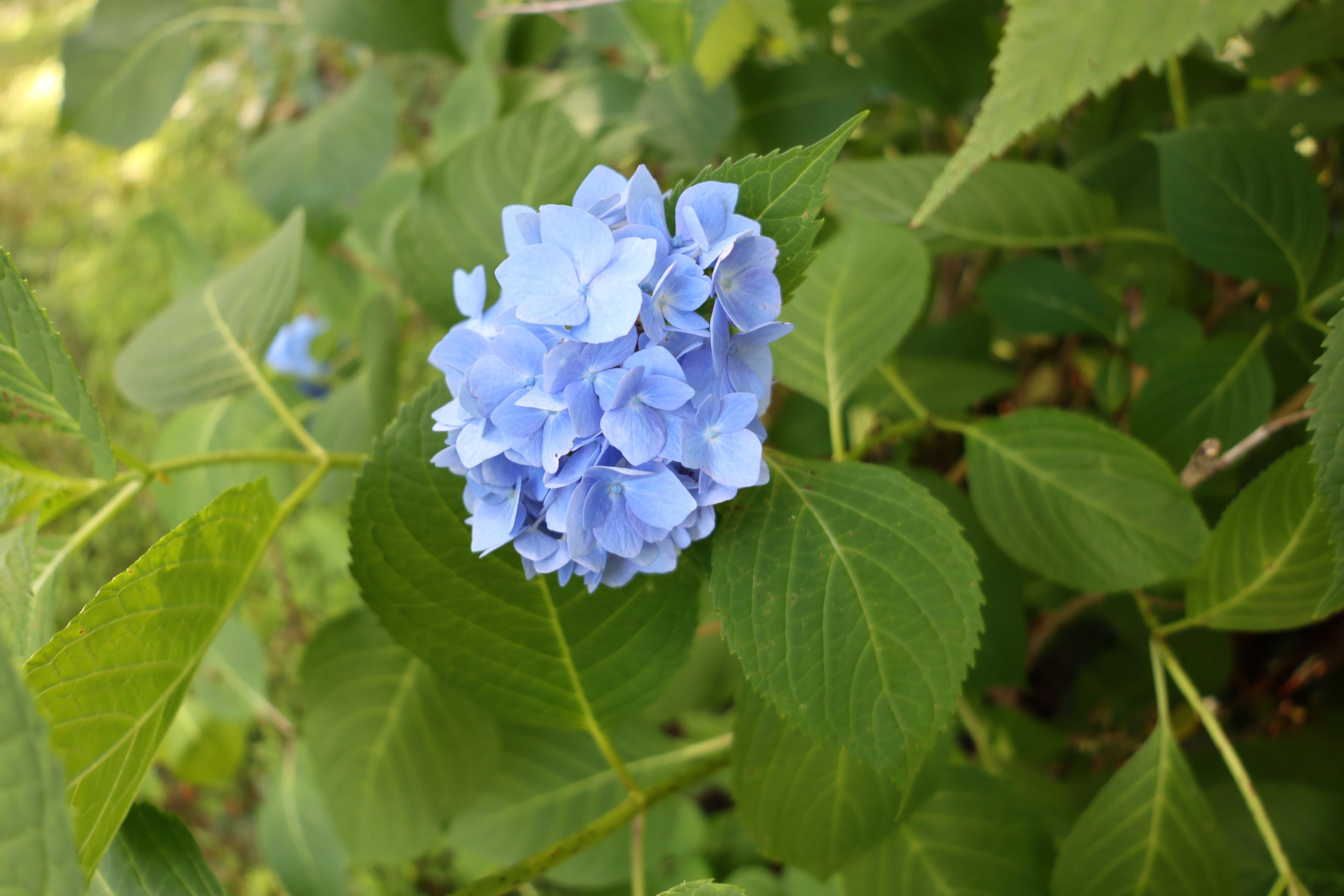Spring Bloom