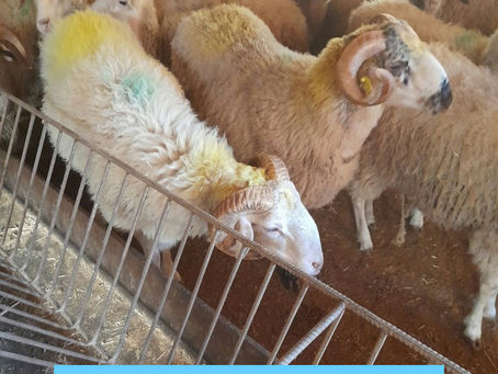 Küçükbakkalköy Adak Fiyatları ve Küçükbakkalköy Adak Satış Merkezi