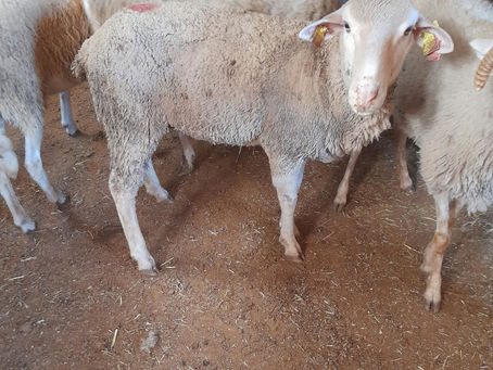 Ataşehir Mevlana Mahallesi Adak Satış ve Kesim