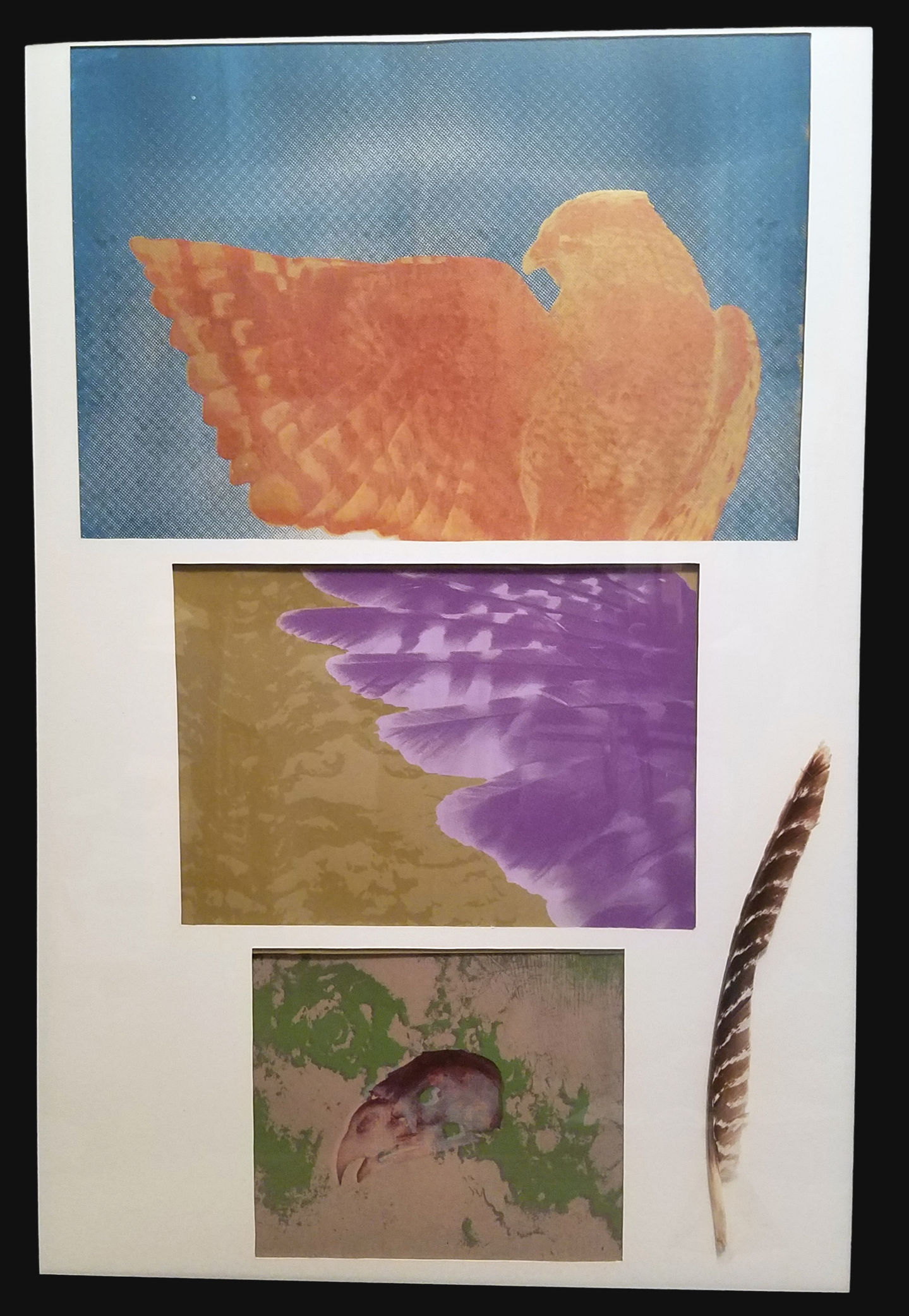 hawk tryptic