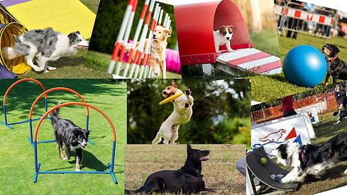 (Sans prix) investisseur présentation du parc canin.jpg