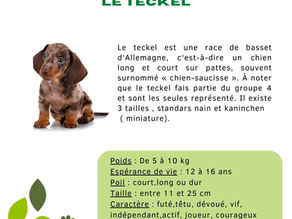Le Teckel