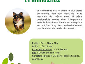 le Chihuahua
