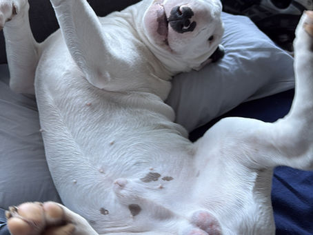 How to Welcome a Rescued Bull Terrier into Your Life