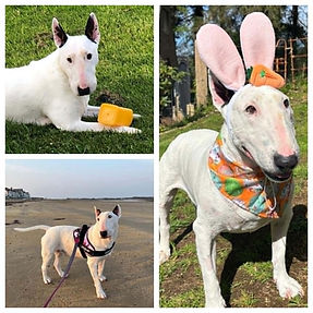 POSSUM *URGENT LONG TERM FOSTER NEEDED*