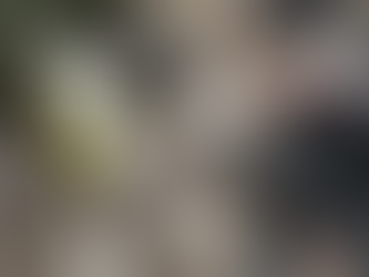 Is a Rescue English Bull Terrier Right for You? The Pro's and Con's