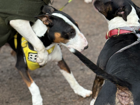 Is a Rescue English Bull Terrier Right for You? The Pro's and Con's