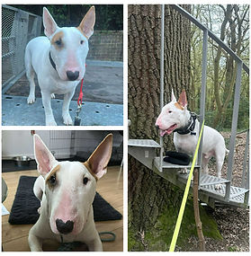 RODNEY **RESERVED**