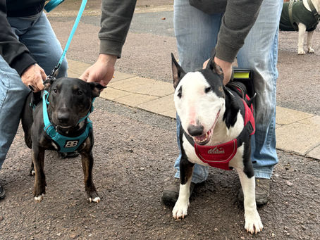 Adopting a Bull Terrier: Your Guide to Rescue Success