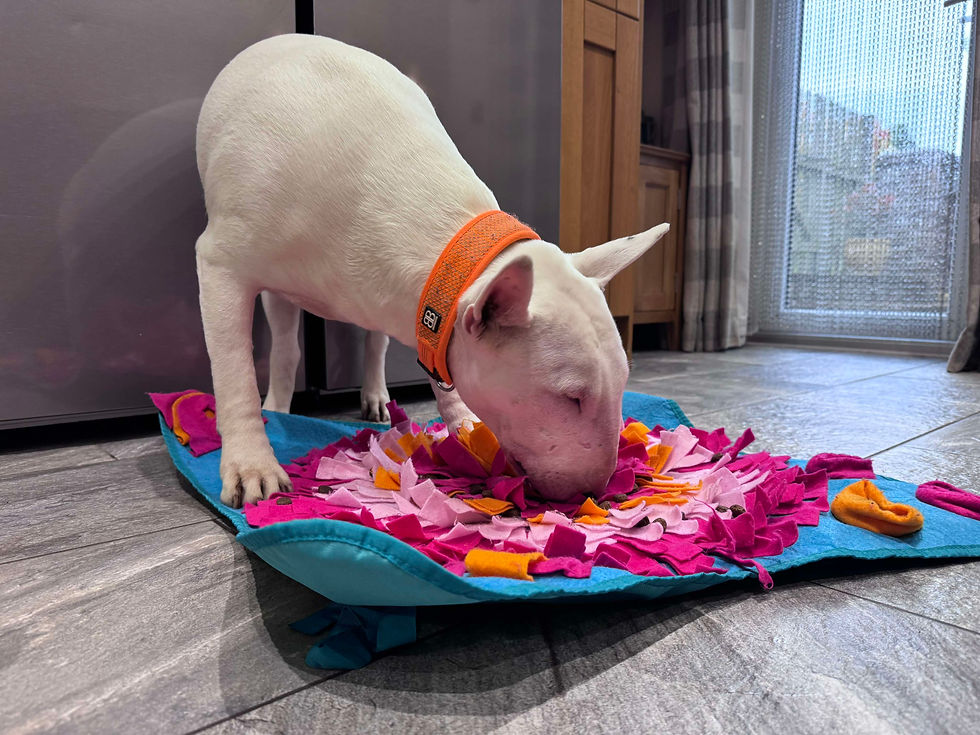Eye-level view of Bull Terrier happily playing with a toy