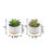 Thumbnail: Set Of Two Succulents