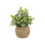 Thumbnail: Tealeaf in 6 Inch Basket
