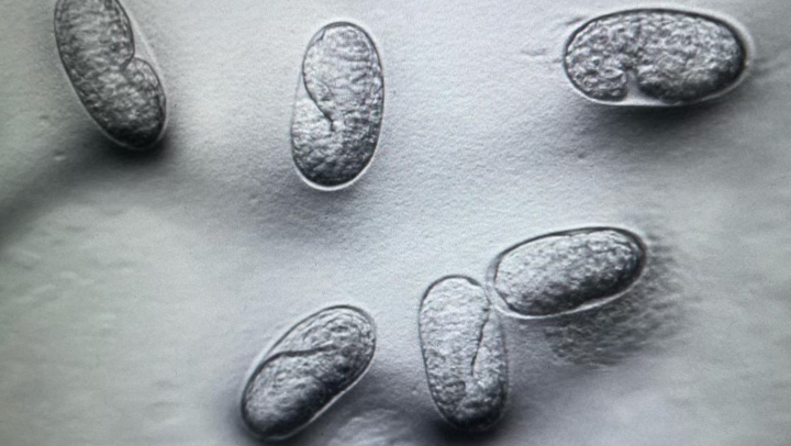 Developing embryo of C. elegans