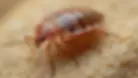 bed bugz.webp