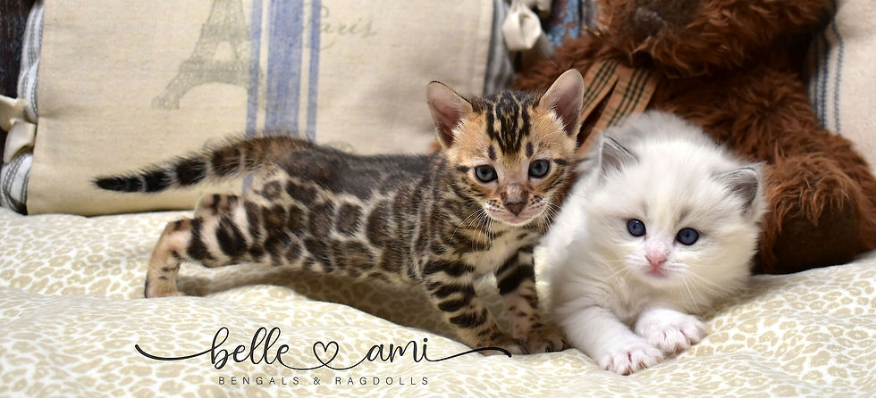 belle ami banner pic compressed.jpg