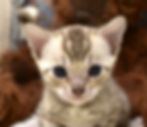 adorable-snow-bengal-kitten-nala