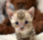 Close-up of Loki, a brown Bengal kitten with a sweet face.