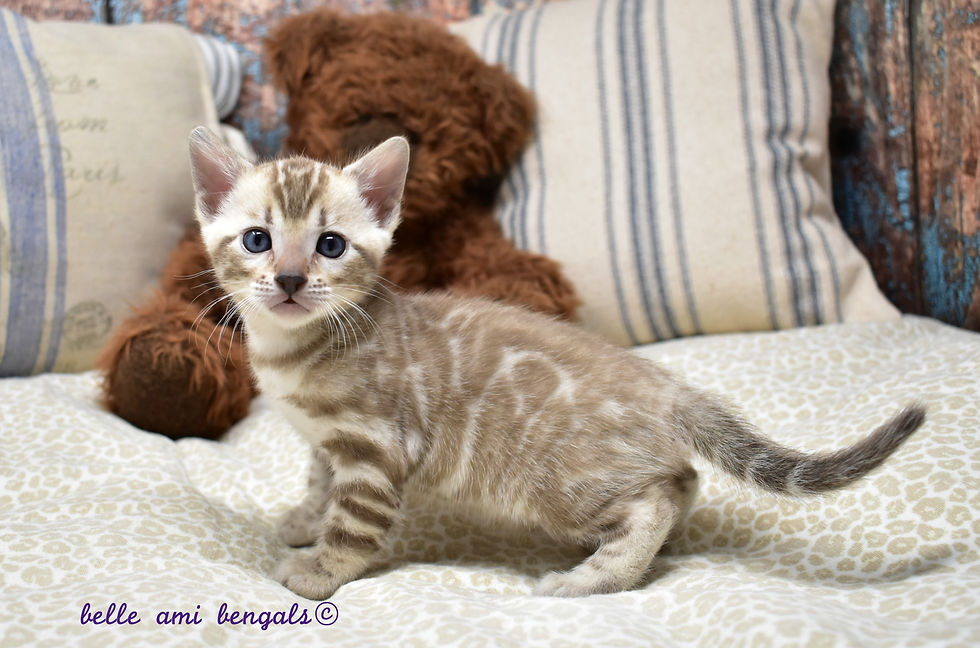 cute snow mink bengal kitten