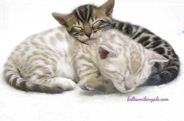 snow-bengal-and-brown-bengal-kittens