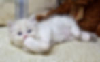 Blitzen healthy ragdoll kitten for sale
