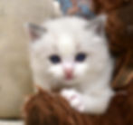 Close-up of Beethoven, a blue bicolor Ragdoll kitten with blue eyes.