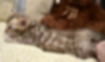 snow-bengal-kitten-for-sale-vanilla