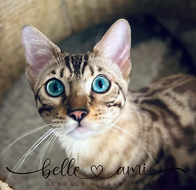 snow mink bengal cat with vivid aqua eye