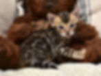 Delilah brown Bengal kitten for sale