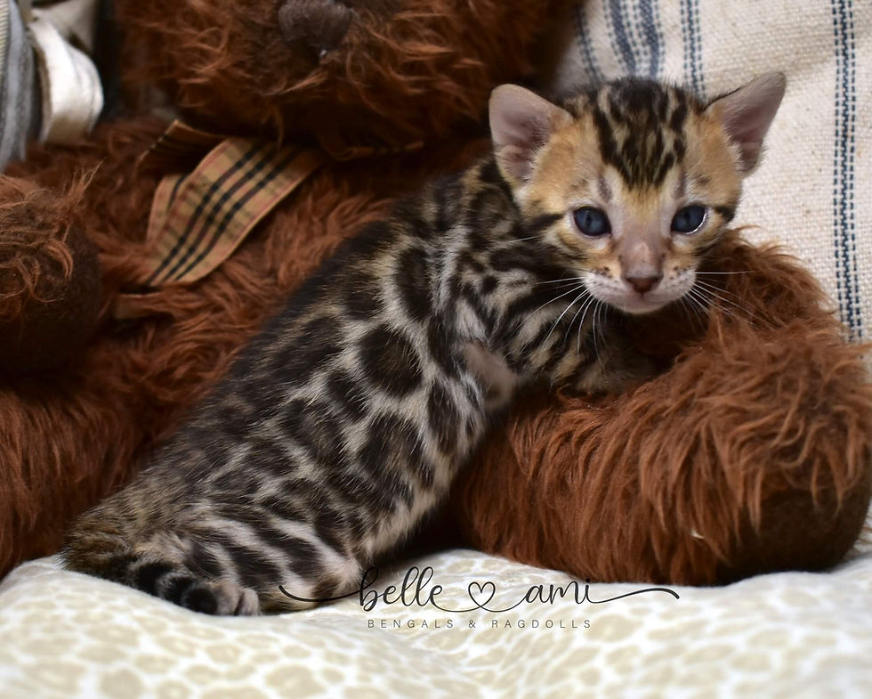 Pearl brown Bengal kitten for sale