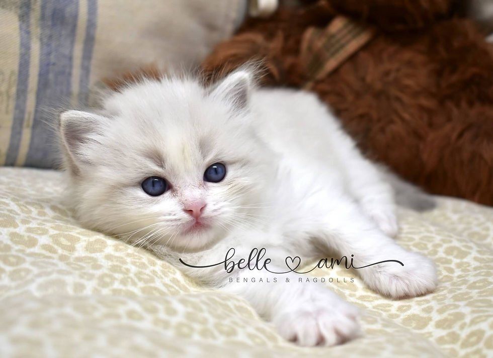 Magnolia ragdoll kitten playing