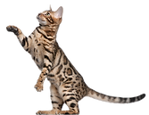 bengal cat playing