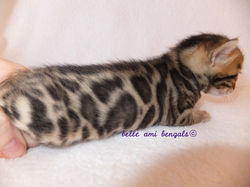 bengal-kitten-cat-fuzzy-stage-2-weeks-old