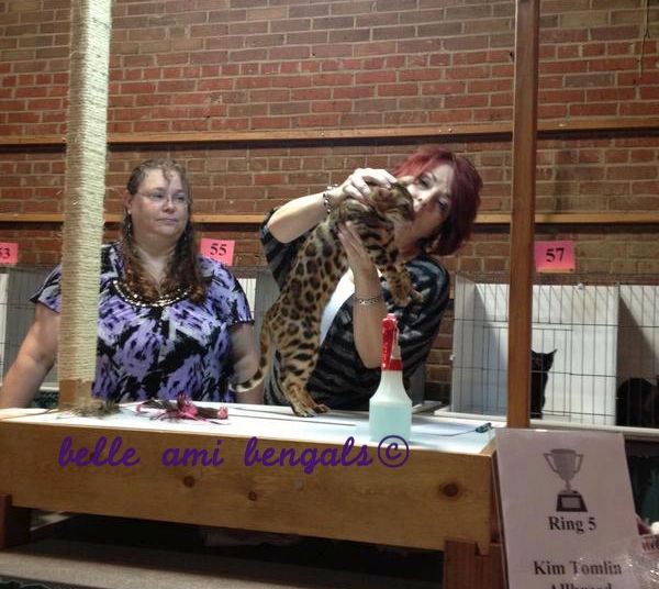 Mississippi Cat Fanciers Show 2