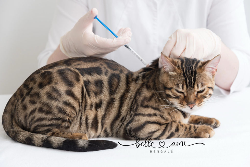 safe rabies vaccines for bengals