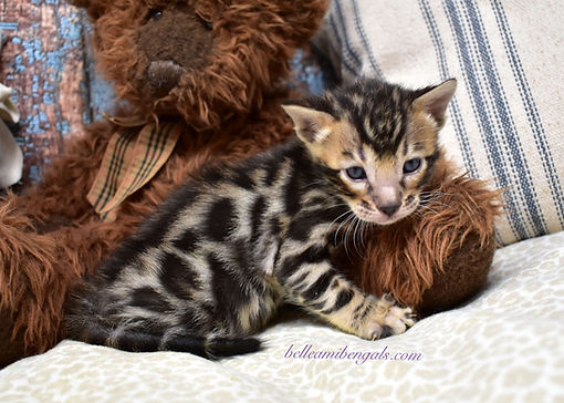 cute little male bengal kitten