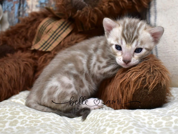 snow bengal kitten laying on a teddy bear
